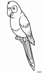 Perroquet Gratuit Dory Oiseau sketch template