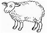 Sheep Coloring Large sketch template