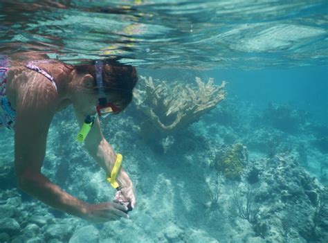 Snorkeling In Siesta Key