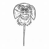 Crab Horseshoe Lineart Sketchbook sketch template