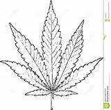 Leaf Marijuana Weed Drawing Outline Coloring Sketch Pages Hemp Simple Step Cannabis Drawings Pot Draw Pencil Sketches Getdrawings Bud Color sketch template