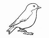 Sparrow Coloring Pages sketch template