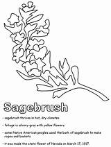 Coloring Sagebrush Sage Nevada Pages Fall State Drawing Symbols Geography Autumn Flower Brush Color Printable Printables Ws Kidzone Usa Search sketch template