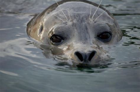 swims  seals july