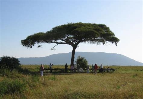 Tanzanian People Digging