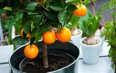 grow orange tree  cutting bed gardening