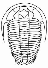Trilobite Scarica sketch template