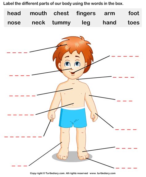 label  body parts worksheet  turtle diary