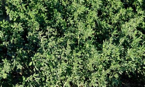 growing alfalfa forage  garden fuel epic gardening