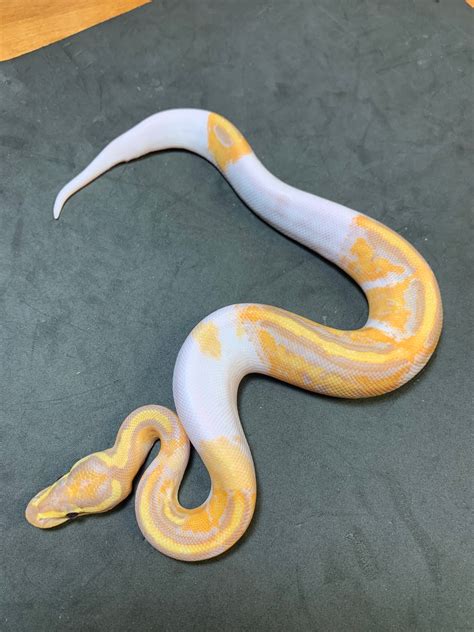 Banana Orange Dream Pied Ball Python By Danner Constrictors Morphmarket
