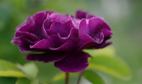 gambar bunga mawar terlengkap  warna putih ungu