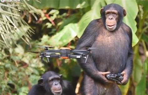 chimpanzee flying drone drone   specializing  real estate