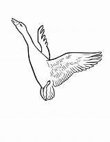 Flying Bojanke Mallard Ptice Ptica sketch template