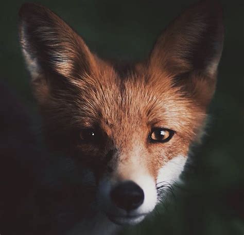 Resilient Fox {poem} Evalunes
