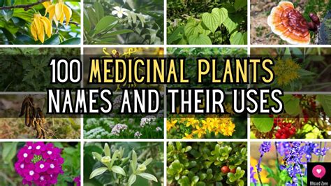 medicinal plants names    blissed zone youtube