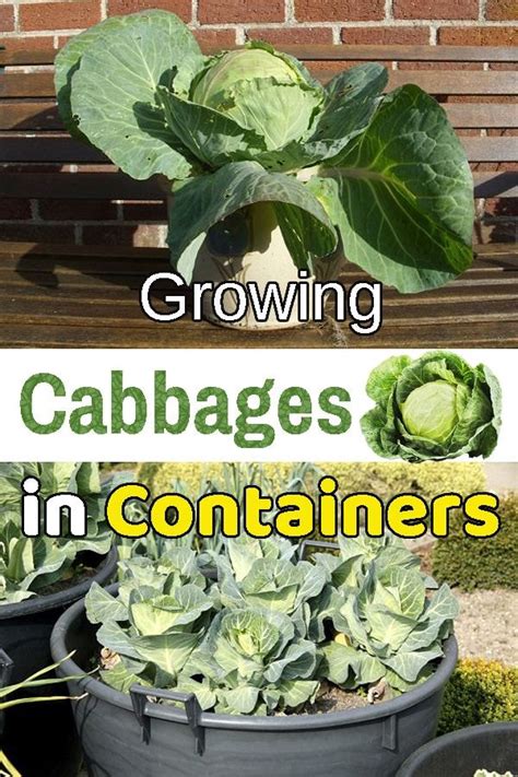 growing cabbages  containers growing cabbage container gardening