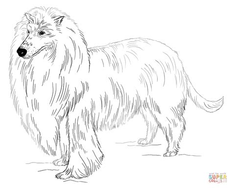 long haired collie coloring page  printable coloring pages