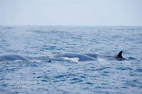fin whales swim   surface  dives balaenoptera physalus coronado islands