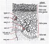 Epidermis Struktur Structuur Menselijke Menschlichen Piel Langerhans Zelle sketch template