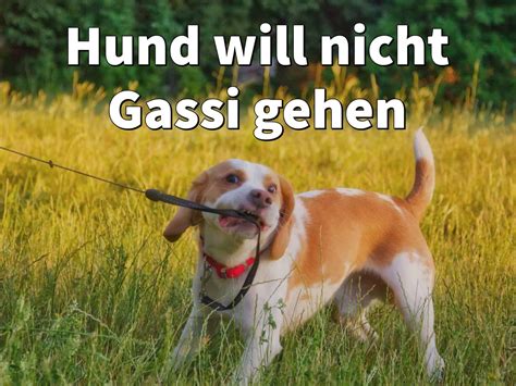 hund  nicht gassi gehen das koennen sie sofort tun tipp