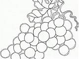 Grapes Pinclipart sketch template