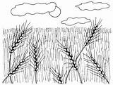 Draw Wheat Fields Drawing Crops Drawings Howstuffworks Easy Steps Grain Simple Tlc Step Landscapes Landscape sketch template