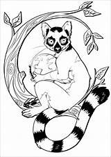 Lemur Coloring Pages Cute Coloringbay Animals sketch template