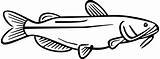 Catfish Coloring Channel Clipart Fish sketch template