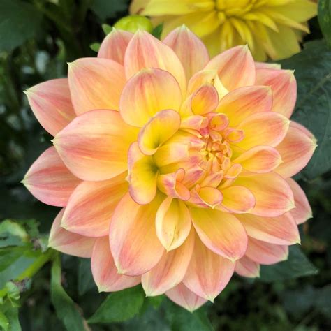 Decorative Dahlia Bulbs October Skywhat Could Be More Beautiful Than