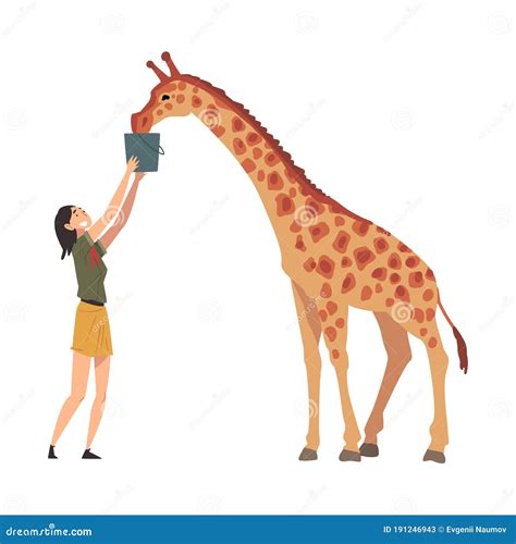 female zoo worker feeding giraffe veterinarian  professional