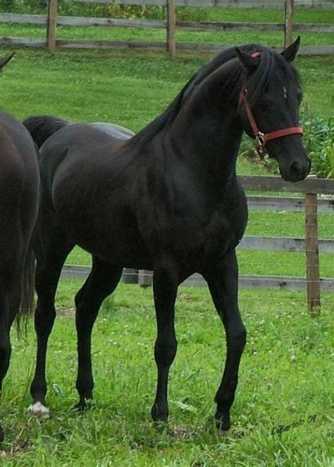 black arabian horse beautiful arabian horses  beautiful horses