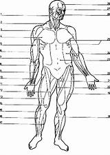 Muscles Coloringhome Clipart 1207 Svg Anatomi Bulkcolor sketch template