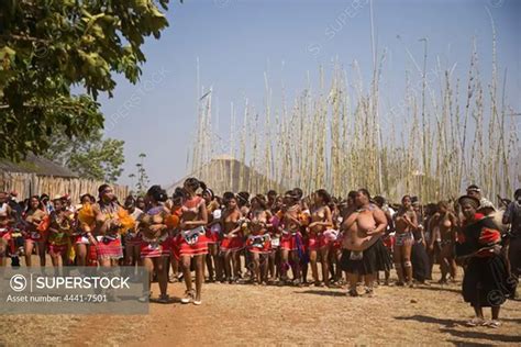 zulu girls in traditional dress having delivered reeds to king