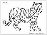 Coloring Tiger Printable Choose Board Templates Pages sketch template