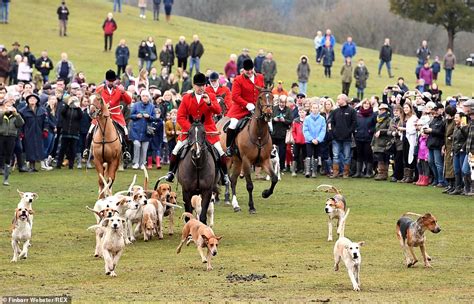 photo violence flares  boxing day hunt  terrified horses collide  placard waving