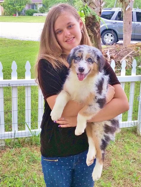 shamrock rose aussies update available puppies 7 29 15