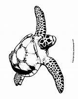 Turtle Sea Coloring Library Clipart Hawksbill Pages sketch template