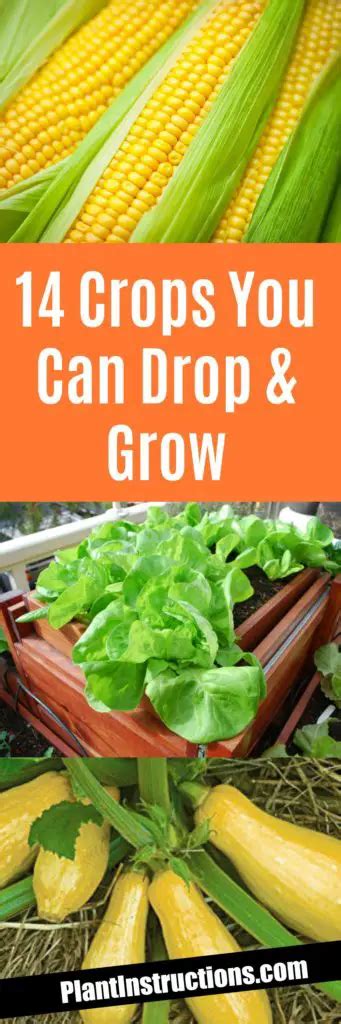 crops   drop grow  seed plant instructions