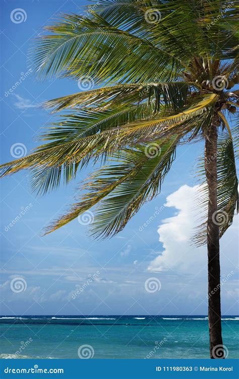 tropische palme auf insel mit meer archivbilder abgabe des