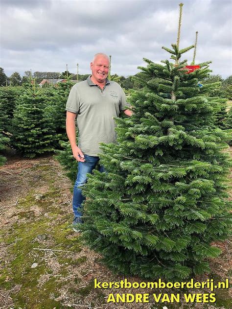 kerstbomen selecteren  kerstboom weer weekend