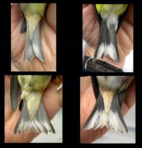 Distinguishing Male And Female American Goldfinches
