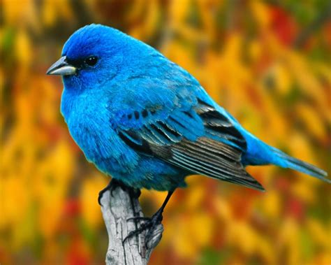 lovable images birds wallpapers free download