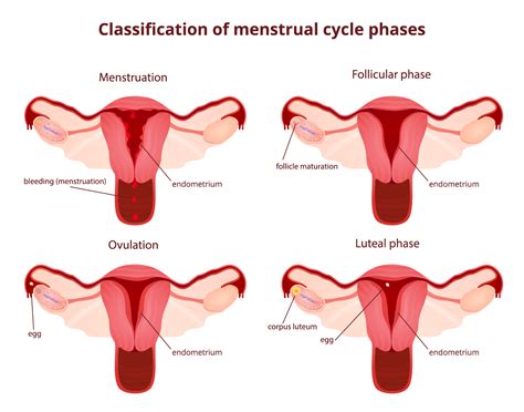 menstrual cycle phases san antonio tx female fertility advice
