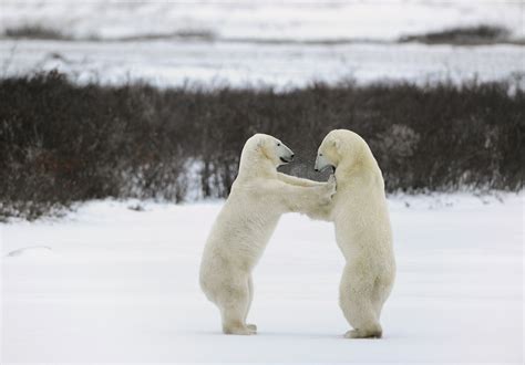 it looks like these two polar bears were slow dancing at a