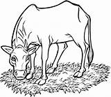 Mucca Mangia Erba Cow sketch template