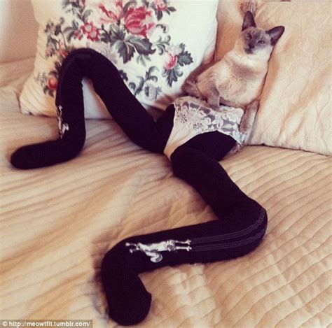 nice meowt fit disturbing new craze for dressing cats in tights sweeps