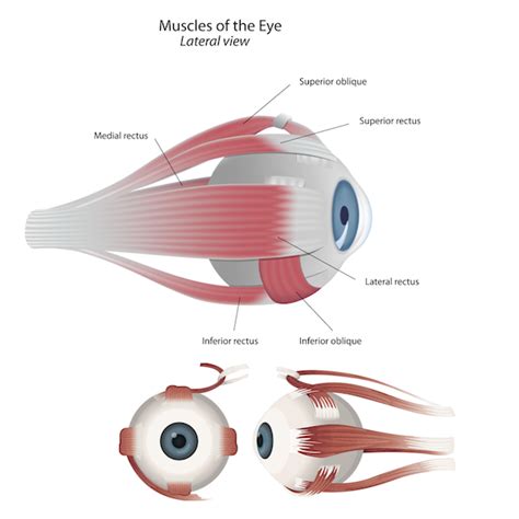 anatomy  actions   extra ocular eye muscles