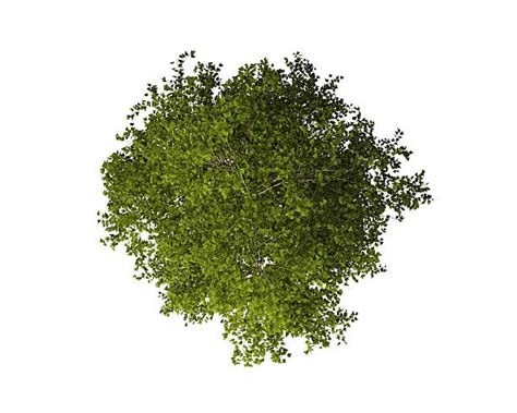 tree bush isolated stock  pictures royalty