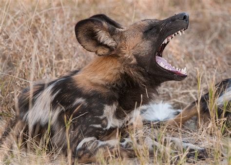 african wild dog   good yawn sean crane photography