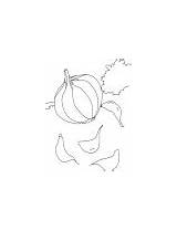 Garlic Coloring Clove Bulb Cloves Field sketch template